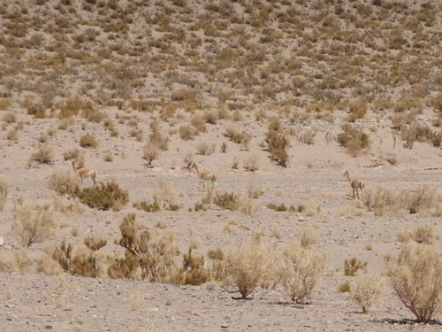  Vicu&ntilde;as.